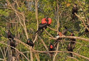 frigatebird